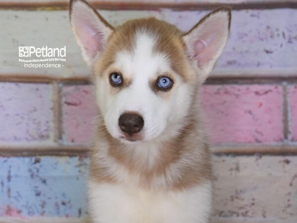 Siberian Husky-DOG-Female-Red & White-3090-Petland Independence & Lee's Summit, MO