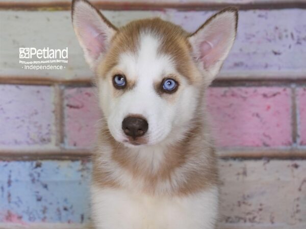 Siberian Husky DOG Female Red & White 3090 Petland Independence, Missouri