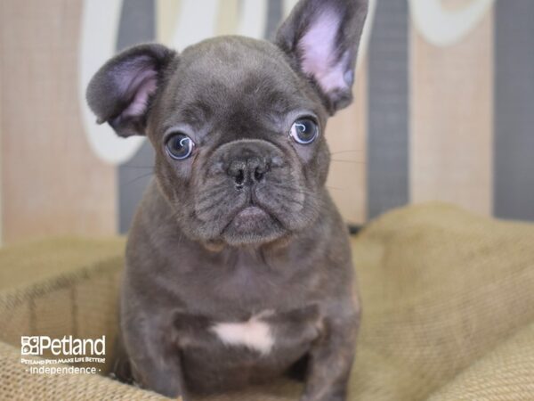 French Bulldog DOG Male Blue 3133 Petland Independence, Missouri