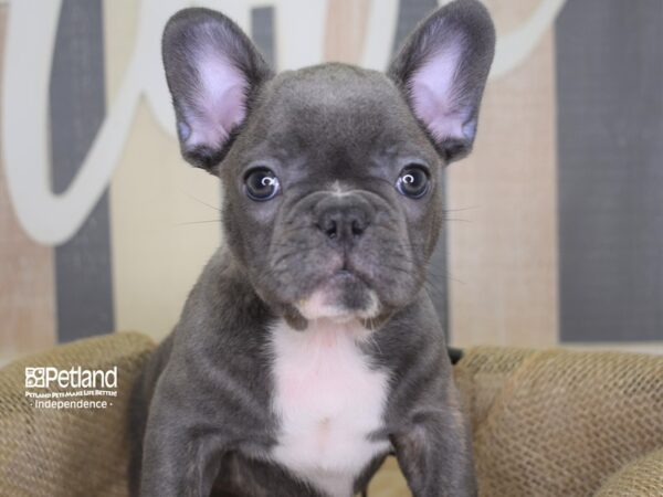 French Bulldog DOG Male Blue 3132 Petland Independence, Missouri