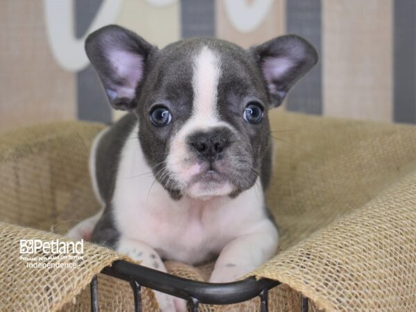 French Bulldog DOG Female Blue & White, Piebald 3134 Petland Independence & Lee's Summit, MO