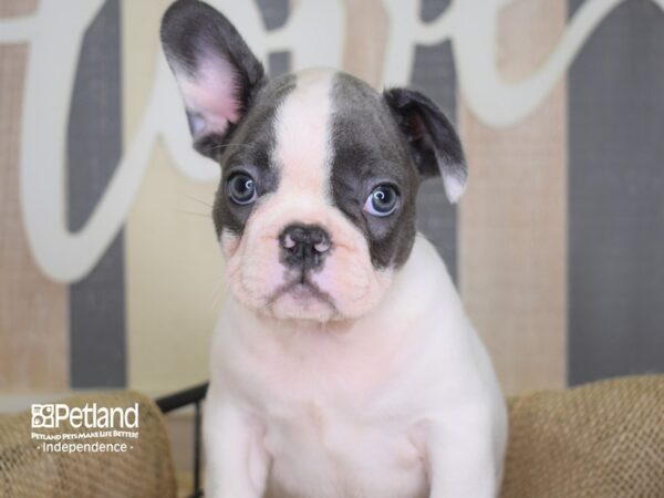 French Bulldog DOG Male Blue & White, Piebald 3131 Petland Independence, Missouri