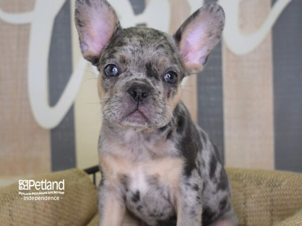 French Bulldog-DOG-Male-Blue Merle-3128-Petland Independence, Missouri