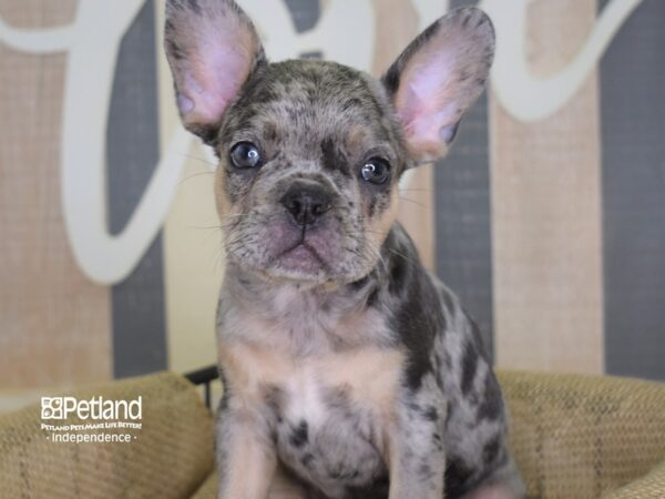 French Bulldog DOG Male Blue Merle 3128 Petland Independence, Missouri