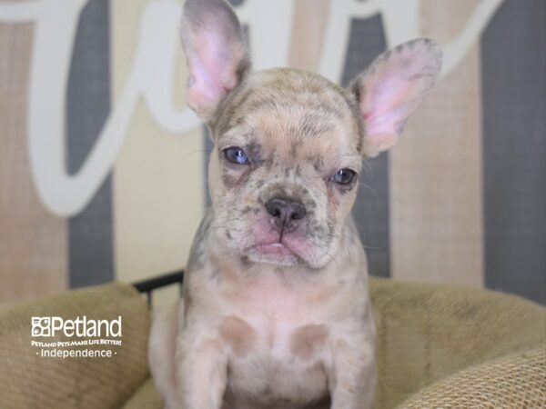 French Bulldog DOG Female Lilac Merle 3129 Petland Independence, Missouri