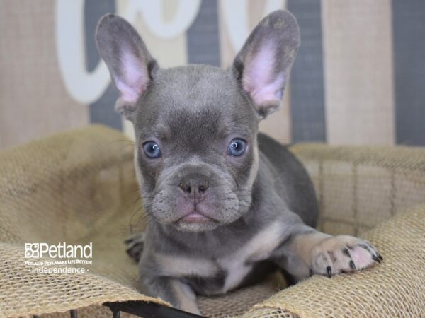 French Bulldog DOG Male Lilac & Tan 3127 Petland Independence, Missouri