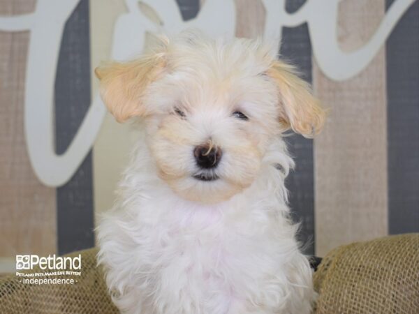 Maltipoo-DOG-Female--3115-Petland Independence & Lee's Summit, MO