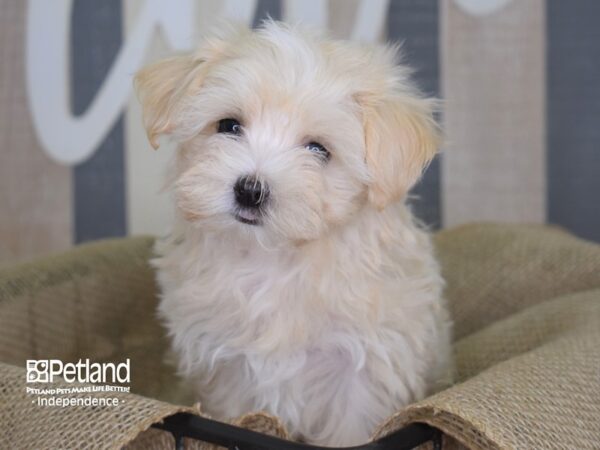Maltipoo-DOG-Male--3112-Petland Independence & Lee's Summit, MO