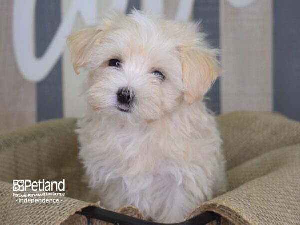 Maltipoo-DOG-Male--3112-Petland Independence, Missouri