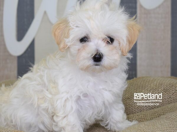 Maltipoo-DOG-Female--3113-Petland Independence & Lee's Summit, MO