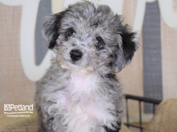 Miniature Aussiedoodle DOG Male Merle 3135 Petland Independence, Missouri