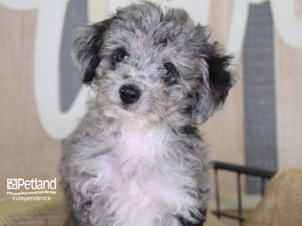 Miniature Aussiedoodle-DOG-Male-Merle-3135-Petland Independence & Lee's Summit, MO