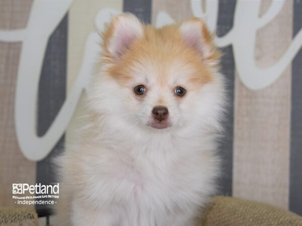 Pomsky DOG Female Cream 3126 Petland Independence, Missouri