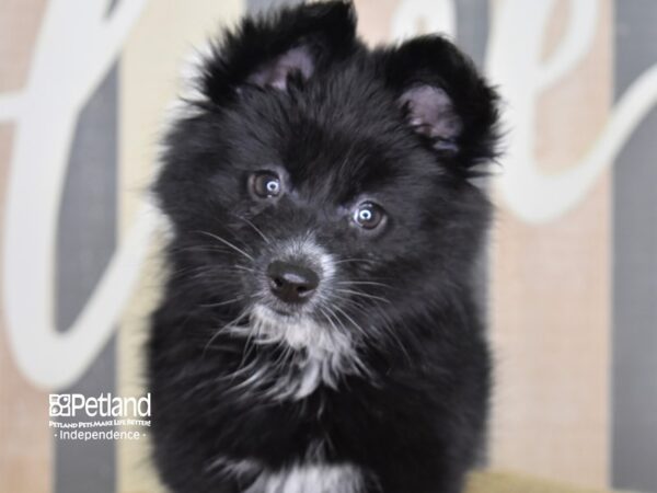 Pomsky-DOG-Female-Black-3124-Petland Independence, Missouri