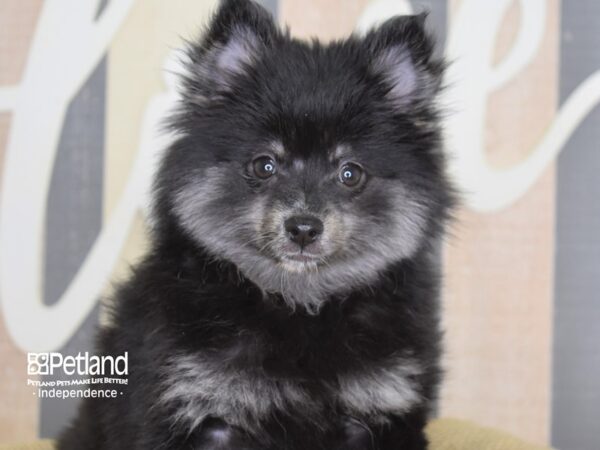 Pomsky-DOG-Female-Black-3125-Petland Independence, Missouri