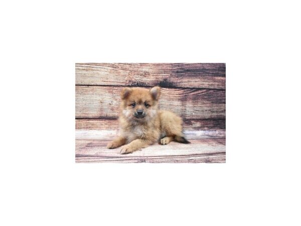 Pomeranian-DOG-Female-Orange-3148-Petland Independence & Lee's Summit, MO