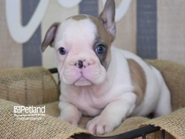 French Bulldog DOG Male Blue Fawn Piebald 3145 Petland Independence, Missouri