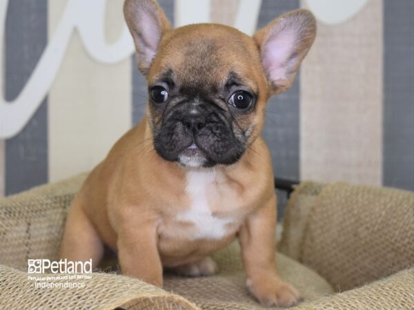 French Bulldog DOG Female Fawn Black Mask 3142 Petland Independence, Missouri