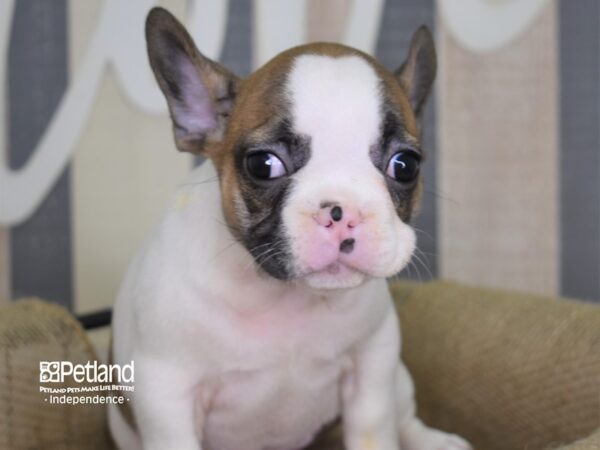 French Bulldog-DOG-Female-Blue Fawn Piebald-3140-Petland Independence & Lee's Summit, MO