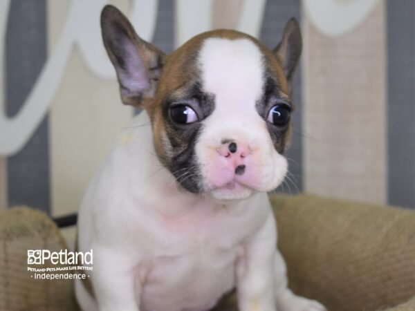 French Bulldog DOG Female Blue Fawn Piebald 3140 Petland Independence, Missouri