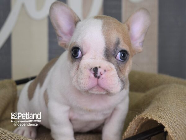 French Bulldog-DOG-Male-Blue Fawn Piebald-3144-Petland Independence & Lee's Summit, MO