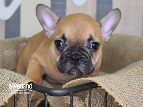 French Bulldog-DOG-Male-Fawn Black Mask-3143-Petland Independence & Lee's Summit, MO