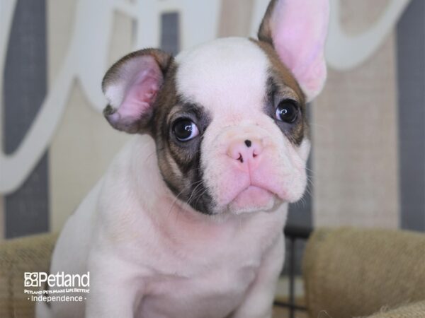 French Bulldog-DOG-Male-Blue Fawn Piebald-3139-Petland Independence & Lee's Summit, MO