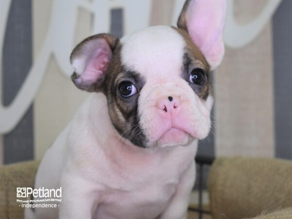 French Bulldog DOG Male Blue Fawn Piebald 3139 Petland Independence, Missouri