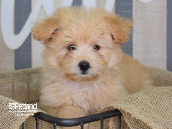 Pom-A-Poo-DOG-Female-Gold-3152-Petland Independence & Lee's Summit, MO