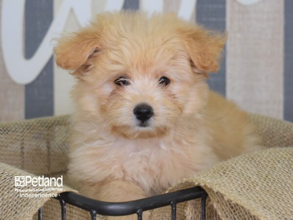 Pom-A-Poo DOG Female Gold 3152 Petland Independence, Missouri