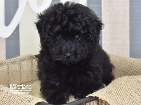 Pom-A-Poo DOG Female Black 3151 Petland Independence, Missouri