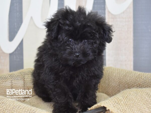 Pom-A-Poo DOG Male Black 3150 Petland Independence, Missouri