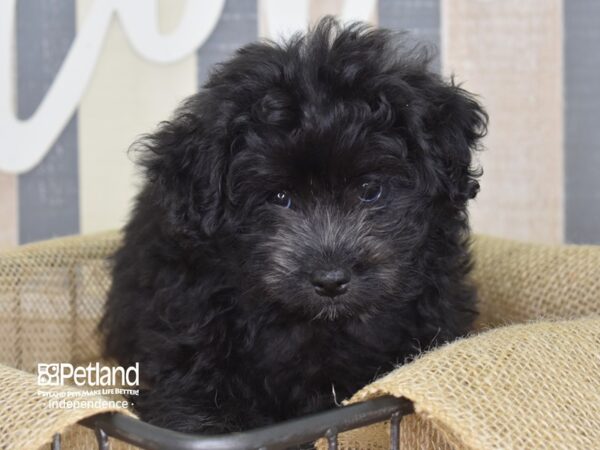 Pom-A-Poo DOG Male Black 3149 Petland Independence, Missouri