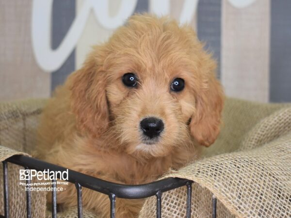 Miniature Goldendoodle DOG Female Light Golden 3138 Petland Independence, Missouri