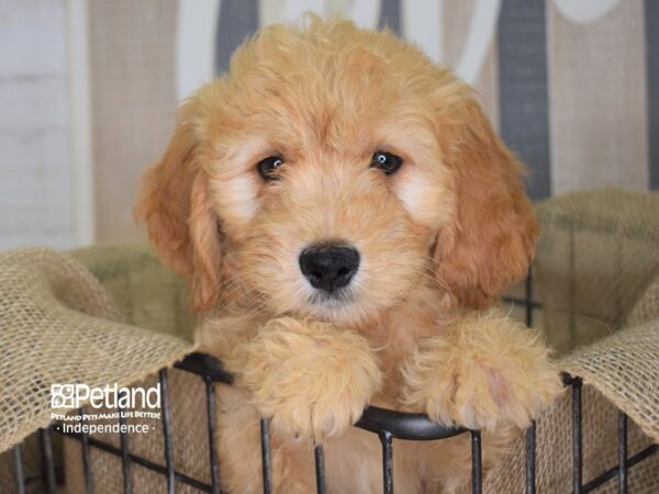 Miniature Goldendoodle DOG Male Golden 3146 Petland Independence, Missouri