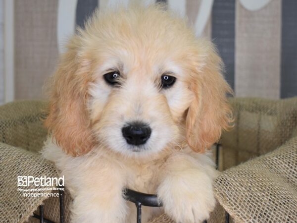 Miniature Goldendoodle DOG Male Light Golden 3137 Petland Independence, Missouri