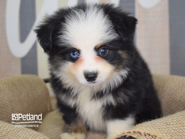 Toy Australian Shepherd DOG Male Black and Tan 3154 Petland Independence, Missouri