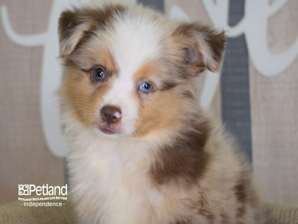 Toy Australian Shepherd DOG Male Red Merle 3158 Petland Independence, Missouri