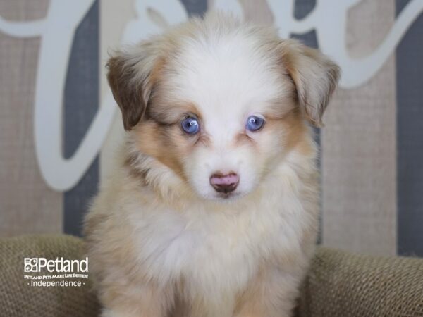 Toy Australian Shepherd DOG Female Red Merle 3157 Petland Independence, Missouri