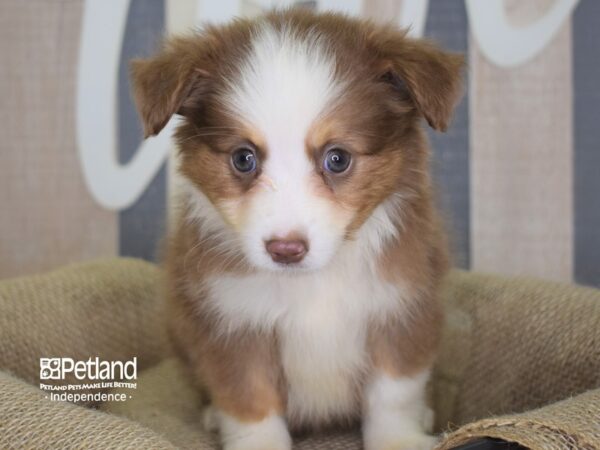 Toy Australian Shepherd-DOG-Female-Red and Tan-3156-Petland Independence, Missouri