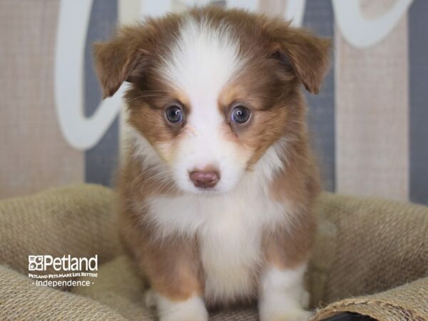 Toy Australian Shepherd DOG Female Red and Tan 3156 Petland Independence, Missouri