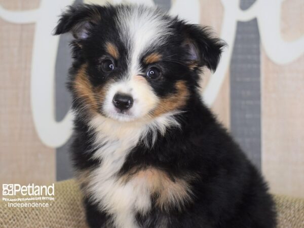 Toy Australian Shepherd DOG Female Black and Tan 3155 Petland Independence, Missouri