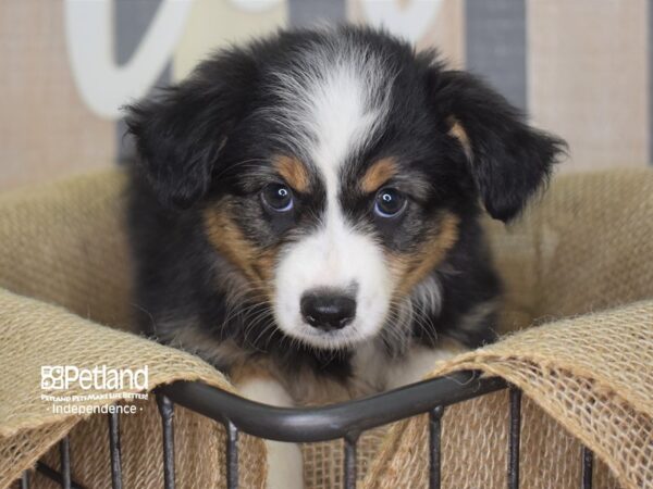 Toy Australian Shepherd-DOG-Female-Black and Tan-3153-Petland Independence, Missouri