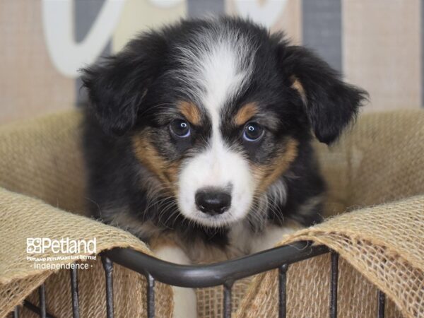 Toy Australian Shepherd DOG Female Black and Tan 3153 Petland Independence, Missouri