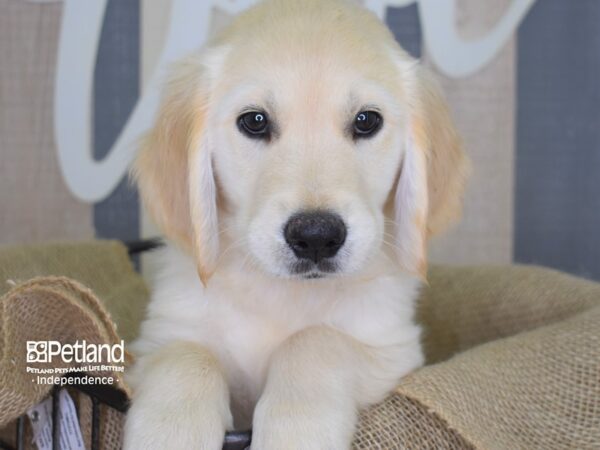 Golden Retriever-DOG-Male-Golden-3159-Petland Independence & Lee's Summit, MO