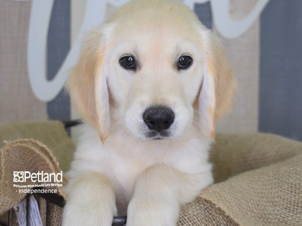 Golden Retriever DOG Male Golden 3159 Petland Independence, Missouri