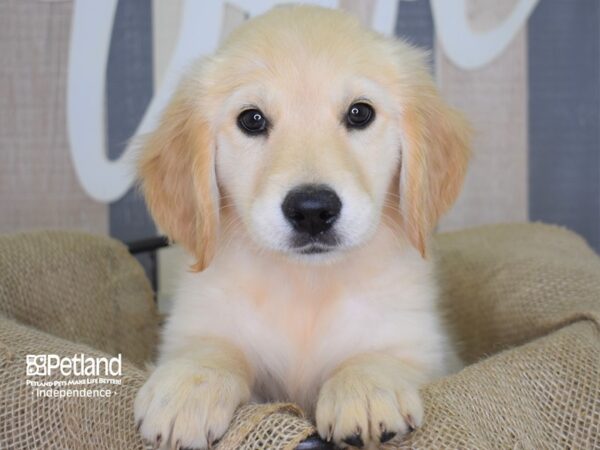 Golden Retriever-DOG-Female-Golden-3160-Petland Independence, Missouri