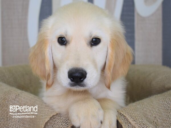 Golden Retriever DOG Male 3169 Petland Independence, Missouri