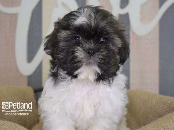 Shih Tzu-DOG-Female-Brindle and White-3164-Petland Independence, Missouri