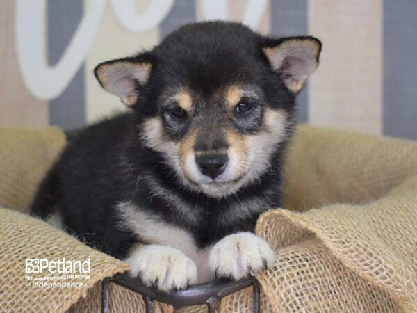 Shiba Inu-DOG-Female-Black and Tan-3162-Petland Independence & Lee's Summit, MO